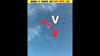 Birds V Shape Me Kyo Udte Hai 🤔shorts facts trending [upl. by Fionna]