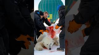 Hot Air Balloon saves Polar Bear from death [upl. by Atinrehs]