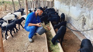 é só chegar com concentrado e sal mineral que vem todos atrás poder do manejo borregada [upl. by Levine847]