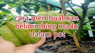 cara mudah belimbing berbuah lebat dalam pot [upl. by Auqeenwahs]