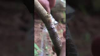 Easy and Fastest Rambutan Plant Grafting grafting garden gardening [upl. by Yraht]