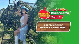 CAPITULO 4  LA PRODUCCIÓN DE MANZANA RED CHIEF ¡MANZANA MEXICANA CLARO [upl. by Cordie]