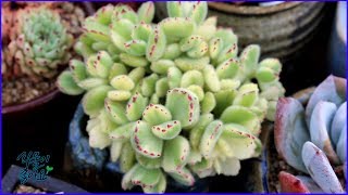 곰 발바닥 다육식물 융동자금 키우는 재미가 있어요succulent多肉植物たにくしょくぶつCotyledon tomentosa [upl. by Secor]