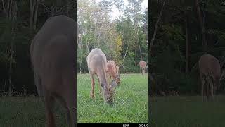 Unlikable Deer Others flee [upl. by Wernda]