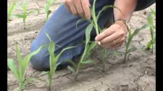 Trisha plants zinnias Central Texas Gardener [upl. by Yllah]