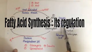 Fatty acid synthesis Its Regulation [upl. by Annoled]