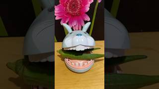 Okra for Bunny satisfying trendingviralshort asmr [upl. by Aretak]