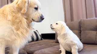 How the Golden Retriever Bailey and New Golden Retriever Mia Became Best Friends Compilation [upl. by Cloe]