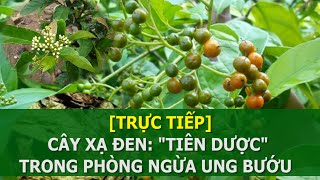 Cây xạ đen quotTiên dượcquot trong phòng ngừa hỗ trợ điều trị ung bướu  VTC16 [upl. by Wallas591]