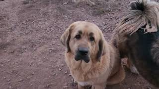 Irish Wolfhounds Faolan and Ciaran playing with Noble Bear Crimson [upl. by Onitnas]