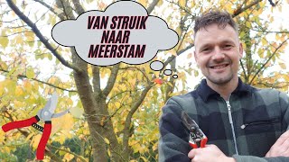 Zelf een Meerstammige Struik Maken Zo Doe Je Dat [upl. by Theresina]