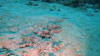 Oscillated snake eel hunting for octopus eggs Scuba Diving in Mauritius [upl. by Ellenej169]