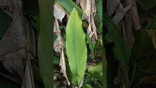 pinnate unicostate parallel venation in turmeric and banana leaves [upl. by Persson954]