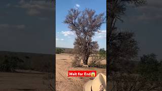 WAIT FOR END 😱leopard desert explore leapard africanleopard wildlife shorts nature [upl. by Acie918]