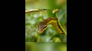 This insect acts like a king cobra snake shortvideos facts amazingfacts [upl. by Assilem]