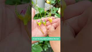 Fertilizing your rose plants link product in Bio 🍀namrose garden greenrose [upl. by Nnaik]