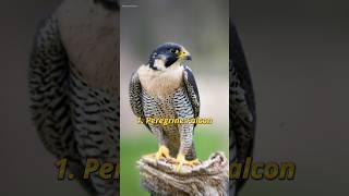 Top 10 Fastest Animals in the World [upl. by Files]