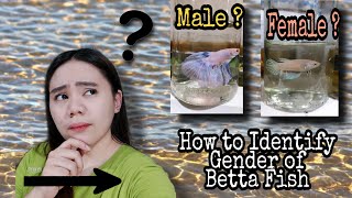 How to Identify the Gender of Betta Fish Easy way Tagalog [upl. by Nitsir]