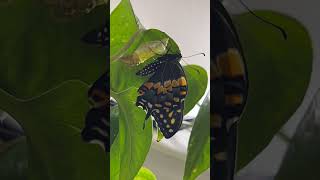 Black Swallowtail Butterfly Emerging from Chrysalis HD Timelapse metamorphosis butterfly [upl. by Naejeillib]