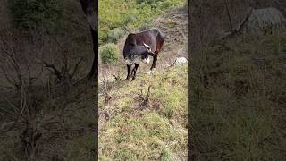 Mountain Grazers Eating grass Cow Cow baby [upl. by Hakon]