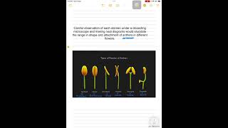 Types of anther fixation shortsvideo [upl. by Ayotnom]