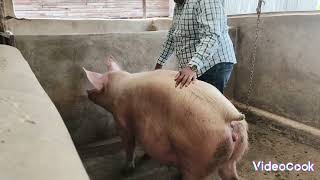 Our sows almost ready to give birth and one farrowed 16 pigletsand 2 months 2 weeks piglets [upl. by Kingsley]