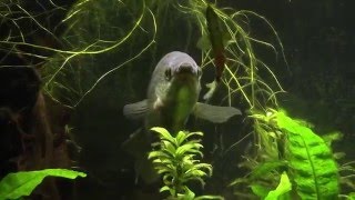 Snakeskin Gourami My Gentle Giant [upl. by Ahsikal]