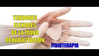 ROTURA DE TENDONES FLEXORES  Fisioterapia  Rehabilitación [upl. by Etnuahs210]