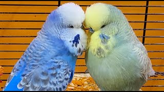 7 hours of budgie parakeet singing and calling sounds [upl. by Lessur]