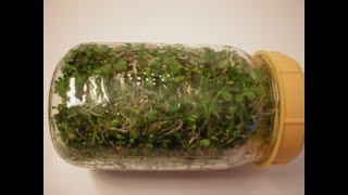 How to Grow Broccoli Sprouts [upl. by Namreh]