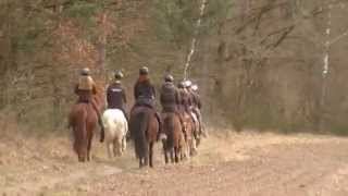 Reiten in der Göhrde  Islandpferdehof Blumencron [upl. by Gilburt]