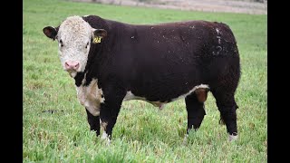 TCCT125  Lot 26 Thornleigh Northtor Bull Sale 12 July 2024 [upl. by Ellenahc]