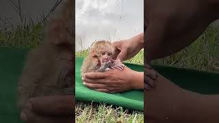 Bibi monkey went out to play and was hungry so he went to find his father to drink milk [upl. by Isidor932]