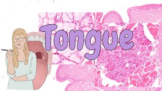 Tongue  digestive system histology [upl. by Nitaf]