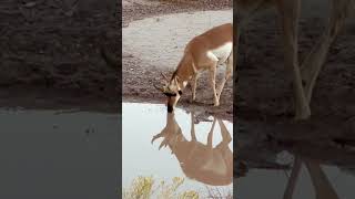 Pronghorn antelope pronghorn animals nature wildlife adventure explore benwoodruff desert [upl. by Ydasahc623]