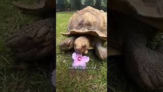 Tortoise follows her pig friend [upl. by Stormy]