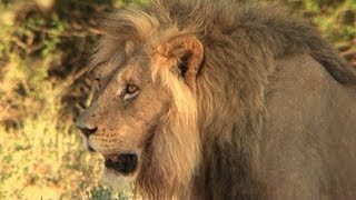 African Wildlife Lions of the Kgalagadi Transfrontier Park Spotted at Houmoed Dam [upl. by Anayt]