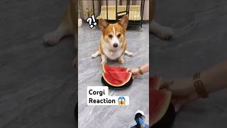 Funny corgi reaction and water melon 🍉🐕 corgi corgijuniors shorts animals [upl. by Augustine674]