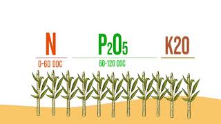 Nutricion en cultivo de Caña de Azucar [upl. by Sidonius]