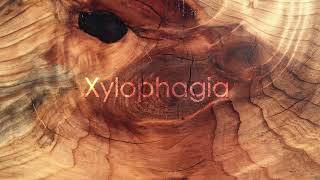 Xylophagia [upl. by Laekim]