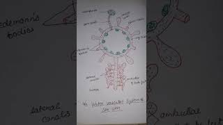 water vascular system of echinoderms [upl. by Thurston327]