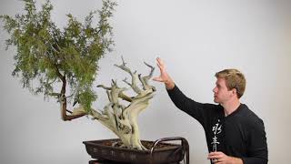 Creating a Juniper Bonsai from Yamadori material [upl. by Kcirddet]