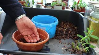 Repotting Coelogyne fimbriata [upl. by Courtnay]