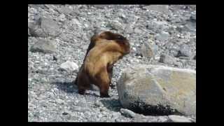 Two Grizzly Bears Fighting Over Female [upl. by Pratte]