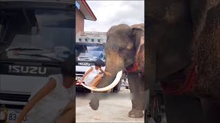 देखो कभी भी किसी जानवर को गलत मत समझना 😱 shorts elephant 1millon [upl. by Travers946]