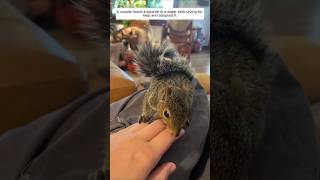 A couple found a squirrel in a water tank crying for help and adopted it animalshorts [upl. by Schaab]