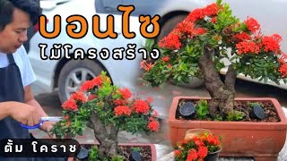 บอนไซเข็มสวยมากและไม้โครงสร้าง สวนอาจารย์ตั้มโคราช Ixora Bonsai [upl. by Moscow]