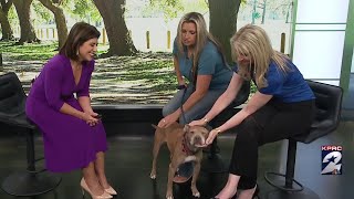 Waiting Under the Willow Foundation gets help from Compucycle to save homeless pets in Houston [upl. by Wenona]