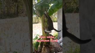 Panjat pisang cat catlover tentangkucing kucing shorts share [upl. by Anilatsyrc]