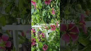 labondancematour Cultive tes Malopes dans ta maison gardening indoor flower towergarden [upl. by Rhianon]